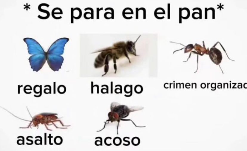 Memakker tweet media