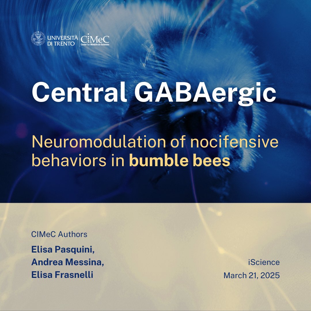 cimec_unitrento's tweet image. Can bumble bees adjust their response to danger? 🐝
A new study by @cimec_unitrento  researchers et al. suggests that GABA may modulate pain-like behavior in insects, offering insights into how brains respond to noxious stimuli.
🔗 cell.com/iscience/fullt…
#neuroscience #iScience