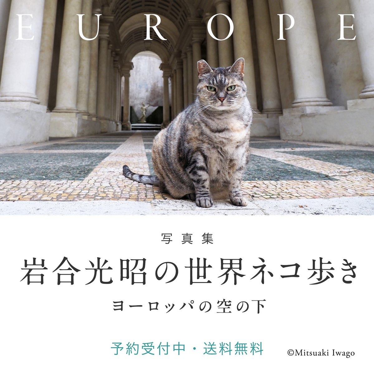 nihonnekoaruki's tweet photo. 写真集『岩合光昭の世界ネコ歩き ヨーロッパの空の下』

待望のヨーロッパ編が登場です🐈
「ボンジュール」と声をかけると、少し考えるように間をあけてから「ミャウ」。
その瞬間、世界は色づき、温かくなります。（本文より）
事前予約を受付中！
https://t.co/yUMfRFaVKk https://t.co/sw2LAXBHh4