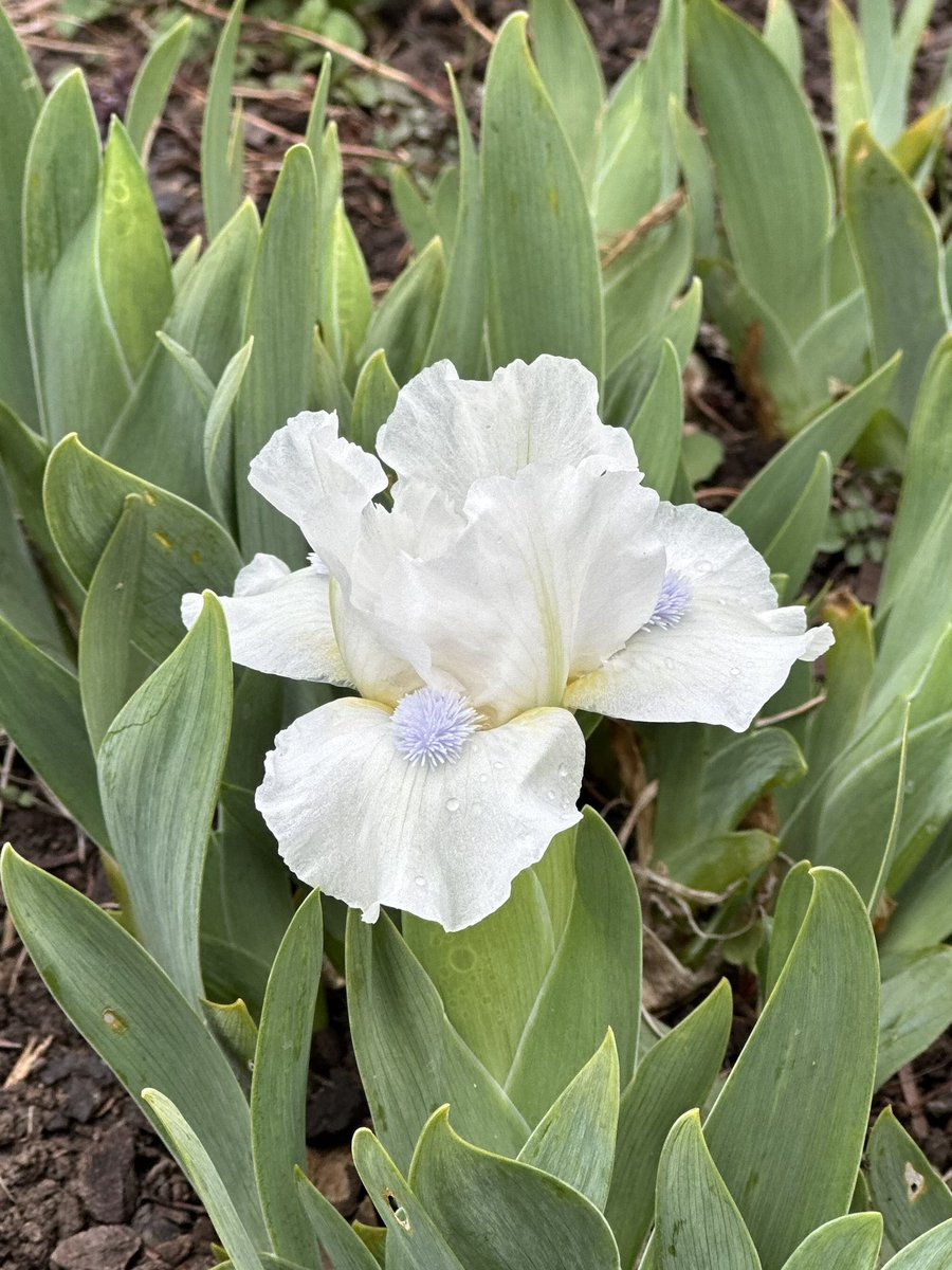 IrisesSeagate's tweet photo. SDB Iris ‘Snow Season’ out in the beds, the sun keeps shining on them! #dwarfiris #snowseason #beardediris #snow #season #irises #whiteflowers #irisflower #iris #hardyplants #irisseason #britishgrown #gardenplants https://t.co/L4PWOYkhj4