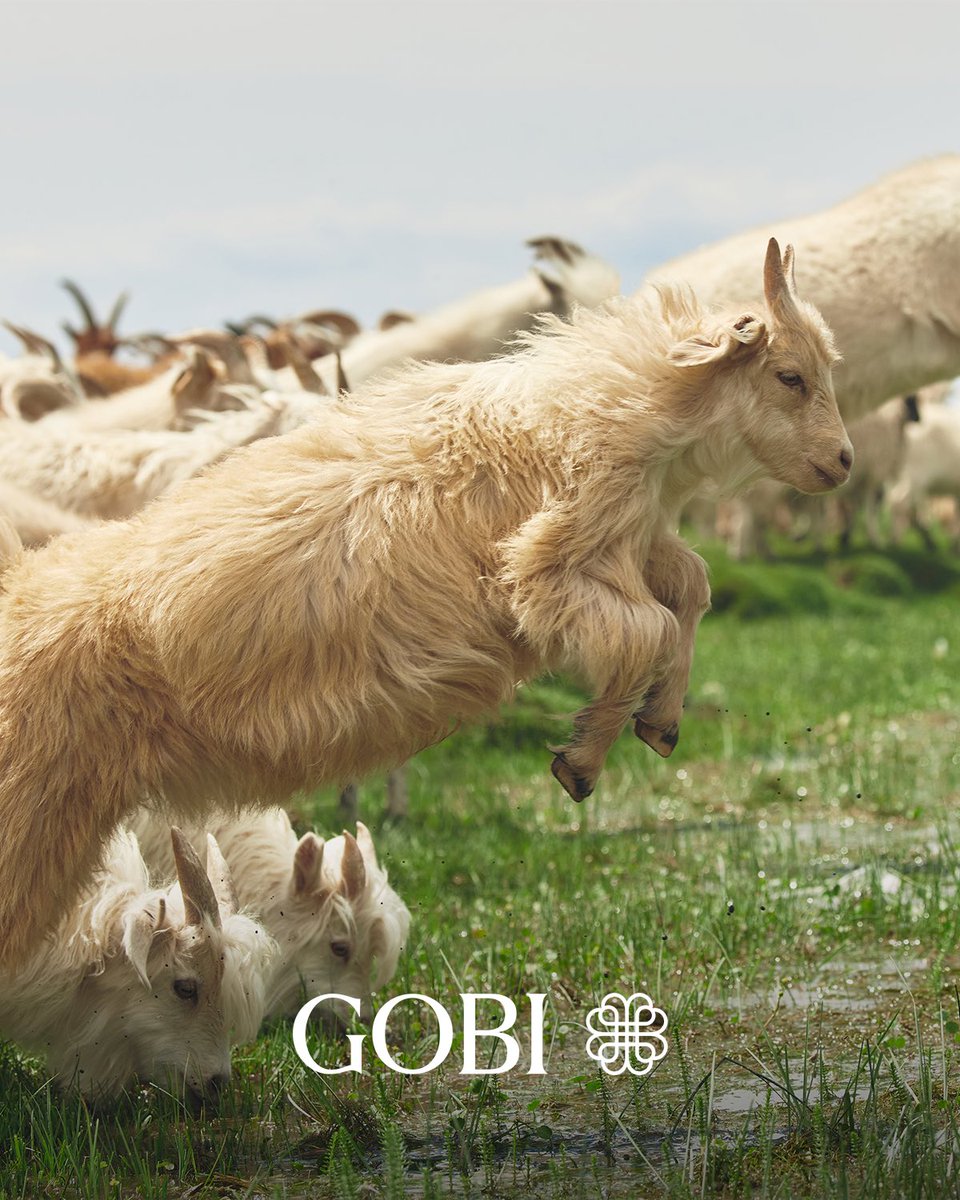 GOBI Cashmere is pleased to share that we have strengthened our Sustainable Development Strategic Policy across our business strategy and decision-making processes. This move affirms our commitment to responsibility managing environmental, social, and governance (ESG) risk and