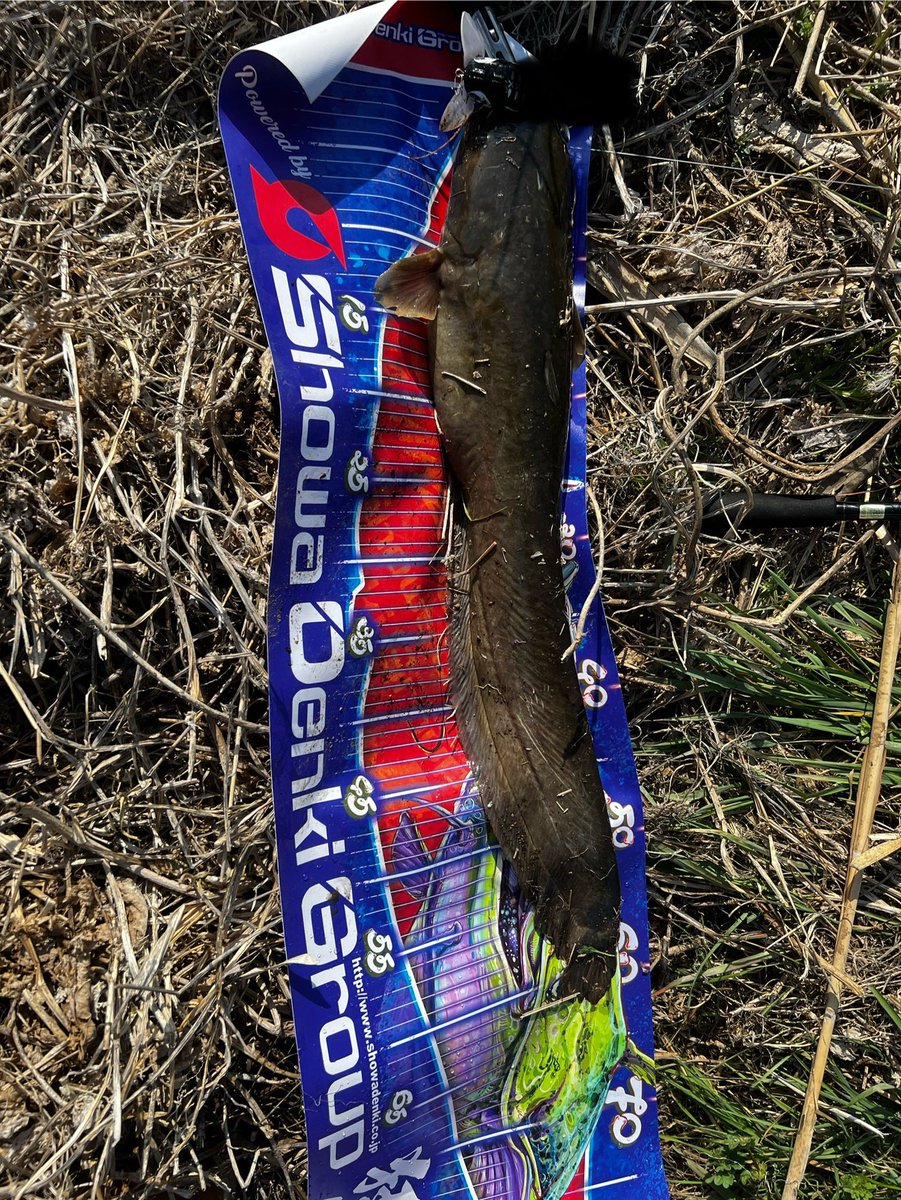 ExBasuket's tweet photo. 春爆を求めていざナマズへ！
ガイドしていただきながらも8バイト、5キャッチすることができました！
初の5キャッチで興奮してます笑
#jackall
#ナマズ
#ナジーバグ https://t.co/pedSR4K8BB