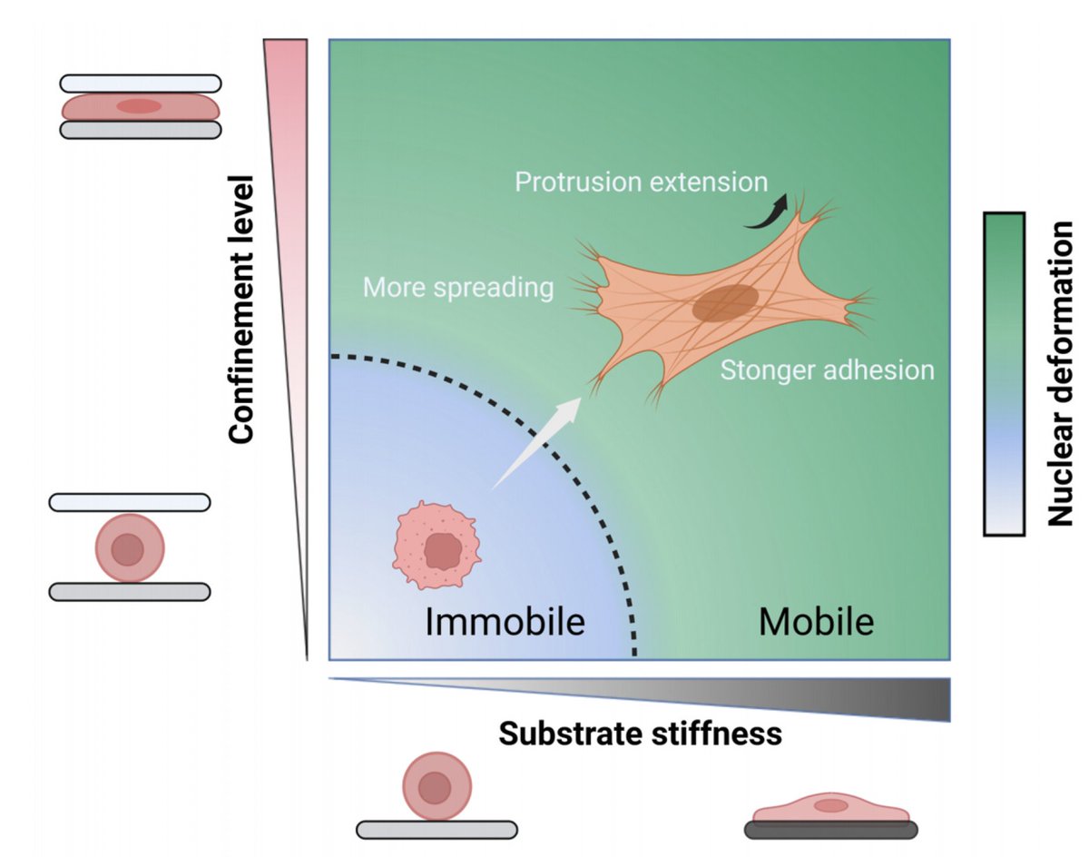 How do cells 'feel' confinement? New research reveals how mechanical confinement compresses the #nucleus, triggering immobile cells to spread and migrate. -YJ sciencedirect.com/science/articl…