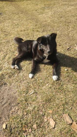 Kira szuka domu 👋 jest cudna, szuka przyjaciela forever …. 
ktoś coś 🐕