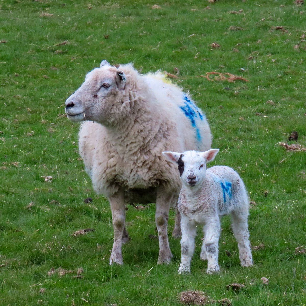 mary_wilko's tweet photo. Mama loves Smudge ❤️

#sheep #lambing #lambing2025 #farminglife #farmingneverstops https://t.co/DPLq3HLdYa