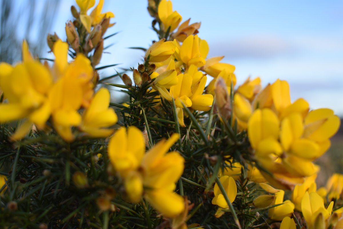 Pollinators tweet media