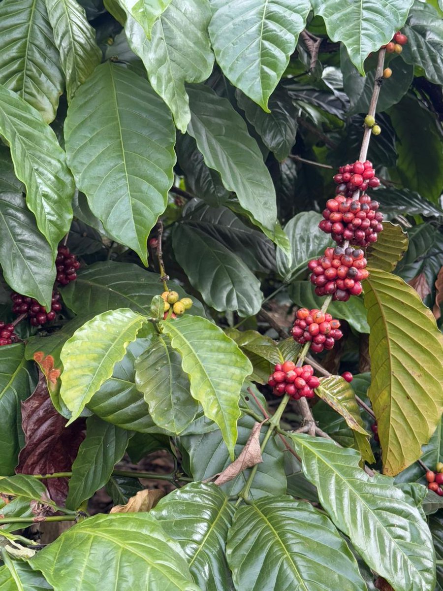 NoteAnu_'s tweet image. Stumbled upon these beauties in a coffee plantation in Karnataka - never imagined coffee started as such vibrant cherries! ☕ 🍒

Today, as India celebrates a medley of New Years
#Baisakhi
#Vishu 
#Puthandu 
#BohagBihu 
#Cheiraoba

&quot;Diversity is our rhythm&quot; says
#IncredibleIndia