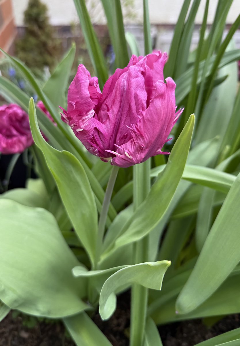 Contrary_Clare's tweet image. Don’t you just love #tulip season?! Happy #MagentaMonday everyone! 🌷♥️🩷💜🌷#Spring25 #GardeningX