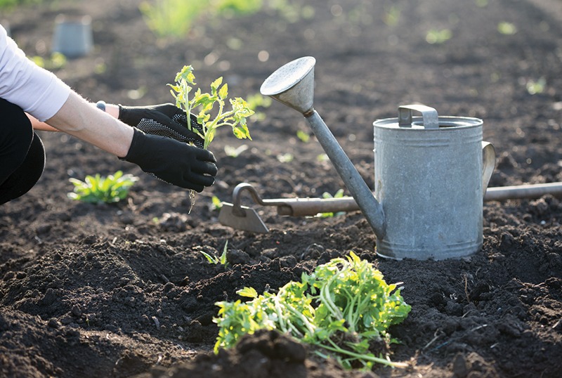 Foxyle_com's tweet image. Soil care tips

1. Add Compost Regularly
Improves soil structure and adds essential nutrients.

2. Avoid Over-Tilling
Preserves beneficial microbes and prevents soil erosion.

4. Rotate Crops
Prevents nutrient depletion and reduces pest problems.

5. Test Your Soil
Know the pH…