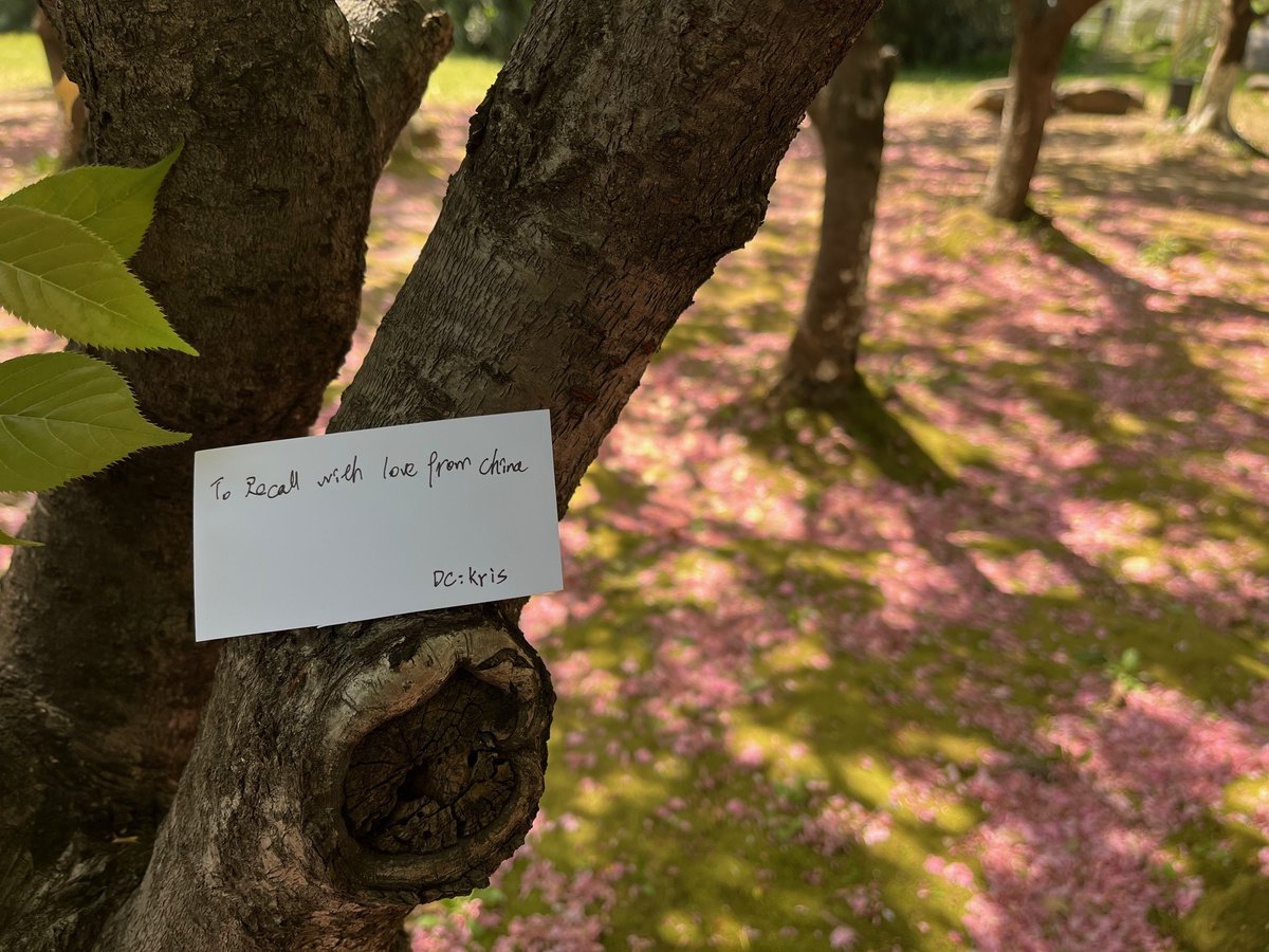 Nature's artwork: a carpet of delicate flower petals adorning the green grass. This breathtaking scene perfectly captures the spirit of the RECALL WORLDWIDE challenge—finding beauty in our everyday surroundings.  <a href="/recallnet/">Recall</a>