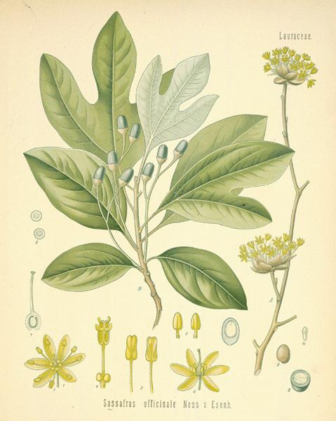 Are you joining our free online talk, 4 weeks today?

Dr Kim Jacobson is speaking on 'From Spring Tonic to Syphilis: sassafras, an indigenous herbal cure-all' 

All welcome, register via the link!

bshp.org/events