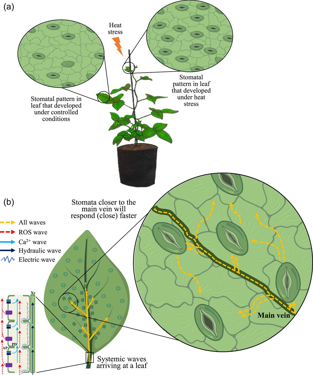 Abiotic stress in plants (Green Survivors) (@abioticstress) on Twitter photo Review by Peláez-Vico et al. <a href="/ZandalinasS/">Sara Izquierdo Zandalinas</a> <a href="/PlantCellEnvir/">Plant Cell & Environment</a> <a href="/wileyplantsci/">Wiley Plant Science</a>
Systemic #stomatal responses in plants: Coordinating development, #stress, & #pathogen defense under a changing #climate
onlinelibrary.wiley.com/doi/10.1111/pc…
#PlantSci <a href="/Stomata_Tweets/">Torii Lab</a> <a href="/stomata_/">Stomata Rawamangun</a> <a href="/sci_plant/">Plant Science</a> <a href="/PlantRedox/">RedoxInPlants</a> Review by Peláez-Vico et al. <a href="/ZandalinasS/">Sara Izquierdo Zandalinas</a> <a href="/PlantCellEnvir/">Plant Cell & Environment</a> <a href="/wileyplantsci/">Wiley Plant Science</a>
Systemic #stomatal responses in plants: Coordinating development, #stress, & #pathogen defense under a changing #climate
onlinelibrary.wiley.com/doi/10.1111/pc…
#PlantSci <a href="/Stomata_Tweets/">Torii Lab</a> <a href="/stomata_/">Stomata Rawamangun</a> <a href="/sci_plant/">Plant Science</a> <a href="/PlantRedox/">RedoxInPlants</a>