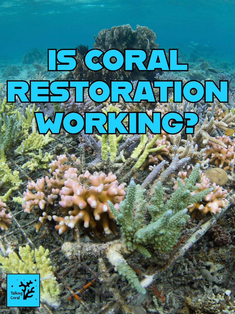 Talkingcoral's tweet photo. Is coral restoration working?! A thread...
#TalkingCoral #CoralReefs #OceanConservation #ReefNews #SaveTheReefs #Climatelmpact #MarineScience #EcoAwareness #ProtectOurOceans #ReefMatters https://t.co/3FzvKgR1RF