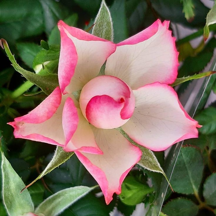 Naturepathway's tweet photo. Pretty in pink and white. #PinkWhiteRose #BeautifulBloom #FlowerPower https://t.co/qKNpLX3HHl