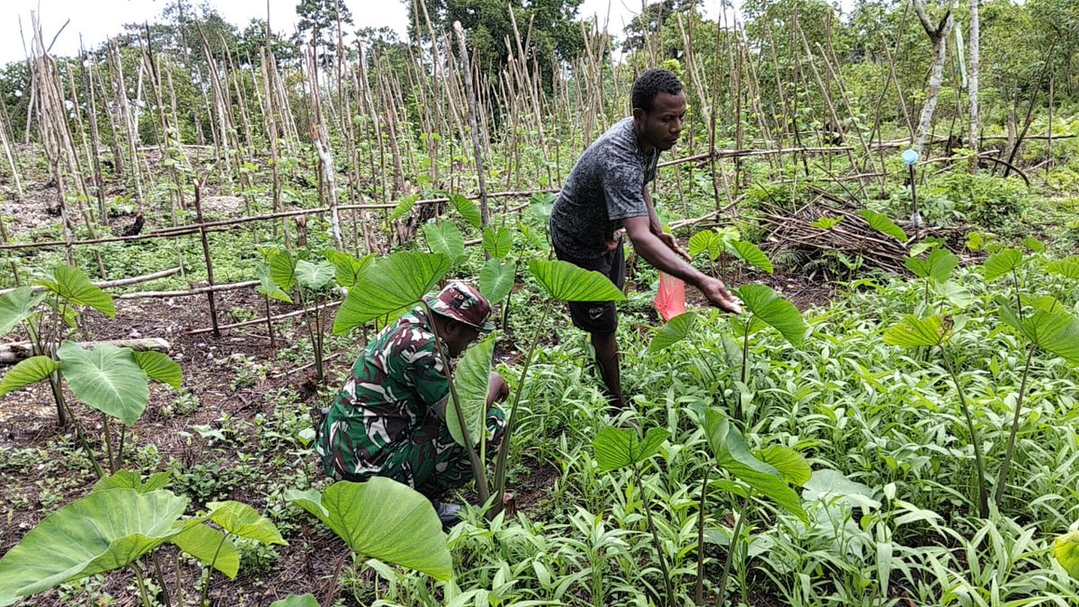 Kodam17Cen's tweet photo. Babinsa Biak Utara Turun ke Ladang, Dampingi Petani Demi Ketahanan Pangan
https://t.co/C8IeWXqVp2 https://t.co/EG0Onj0V7V