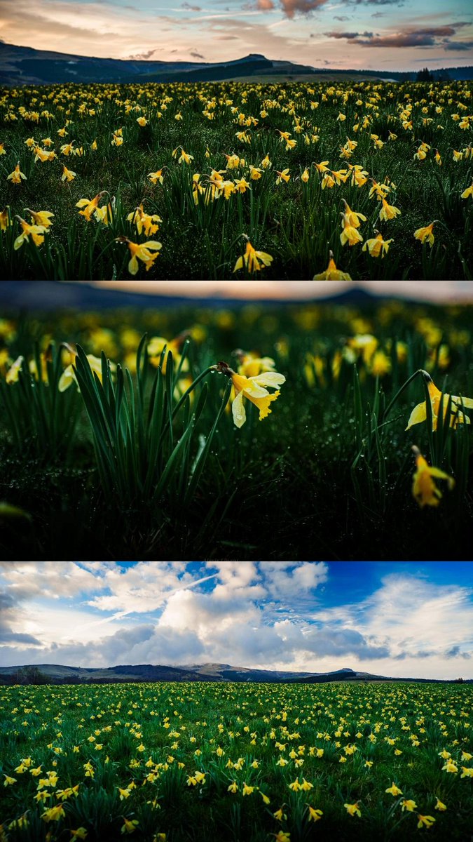 AlexisLinant63's tweet image. Le printemps est bien présent en Auvergne avec ces jolies jonquilles.
Bonne journée ! 😄
#auvergne #printemps