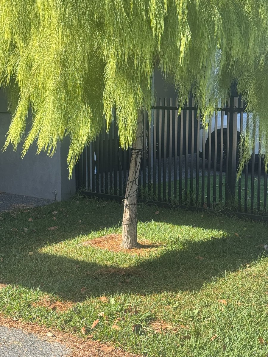 Stood here staring at the shadow around this tree for an embarrassing amount of time.