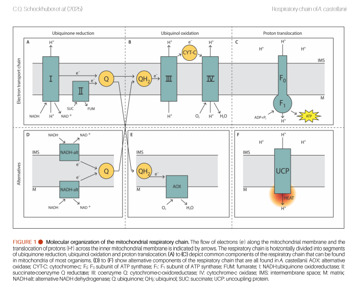 Microbial Cell (@microbialcell) on Twitter photo #Review: Christian Scheckhuber et al. (<a href="/TecdeMonterrey/">Tecnológico de Monterrey</a>) summarized the molecular architecture of the mitochondrial respiratory chain of Acanthamoeba castellanii. Read it for free: microbialcell.com/wordpress/wp-c… #Review: Christian Scheckhuber et al. (<a href="/TecdeMonterrey/">Tecnológico de Monterrey</a>) summarized the molecular architecture of the mitochondrial respiratory chain of Acanthamoeba castellanii. Read it for free: microbialcell.com/wordpress/wp-c…