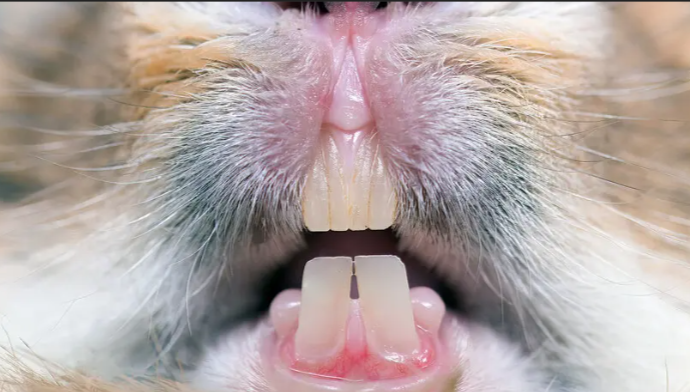 Ammantiax's tweet photo. Did you know rabbit teeth never stop growing?
.2mm/week average
✔ Provide chewable materials like twigs or hay
Remember to prevent overgrowth because:
. Overgrowth = mouth wounds & low feeding
Chewing is not just fun—it’s survival.
#RabbitTeeth #AgriHopperHealth https://t.co/2Kna8TpkjX