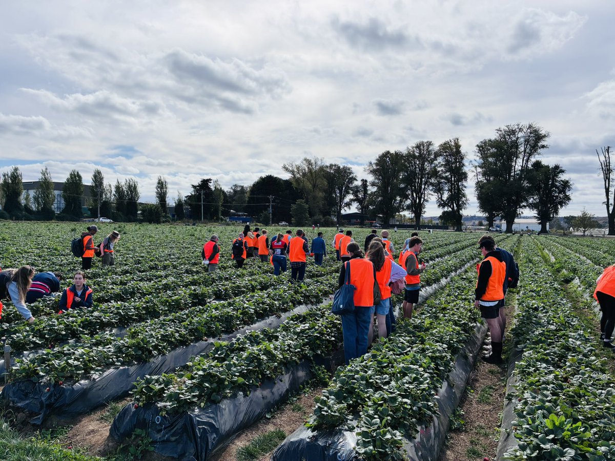 a1bajwa's tweet photo. Our first year students in #Agriculture & #Food_Security subject had a cracker of day visiting Tripod Farmers and Naturipe Farms in Bacchus Marsh. The students learnt a lot about different food production systems and the #supply_chains, while also had a chance to munch on some #babyleaf salad, #strawberries and #apples. Very thankful to Angela Candeloro (Tripod Farmers) and David (Naturipe) for hosting us. Looking forward to enhancing the #learning experience for our students through farmer/industry #engagement.
@SABE_latrobe @latrobe