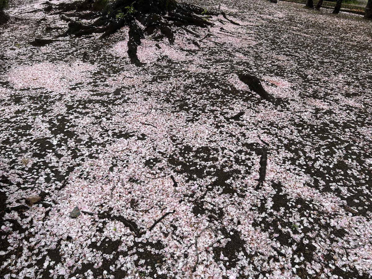 桜の花道🌸