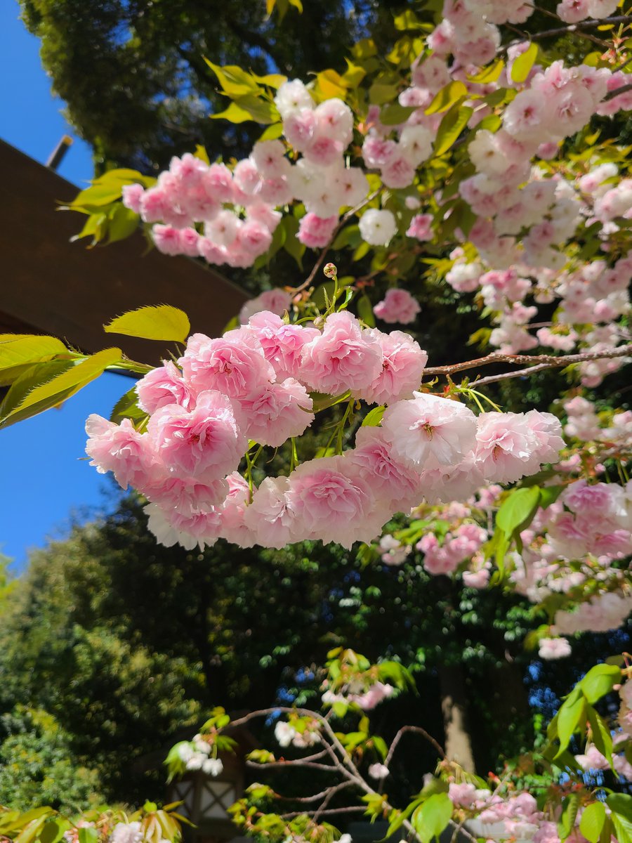 神門内の八重桜が見ごろを迎えております。お参りの際は是非ご覧ください。