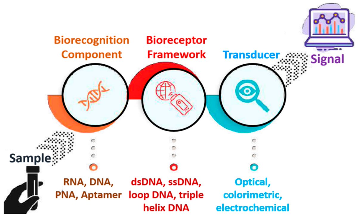 Biosensors_MDPI's tweet image. #Perspective
A Short Review on Miniaturized Biosensors for the Detection of Nucleic Acid Biomarkers
mdpi.com/2079-6374/13/3…
@MDPIOpenAccess
@ChemMatSci_MDPI
#NucleicAcid #microfluidics #POC