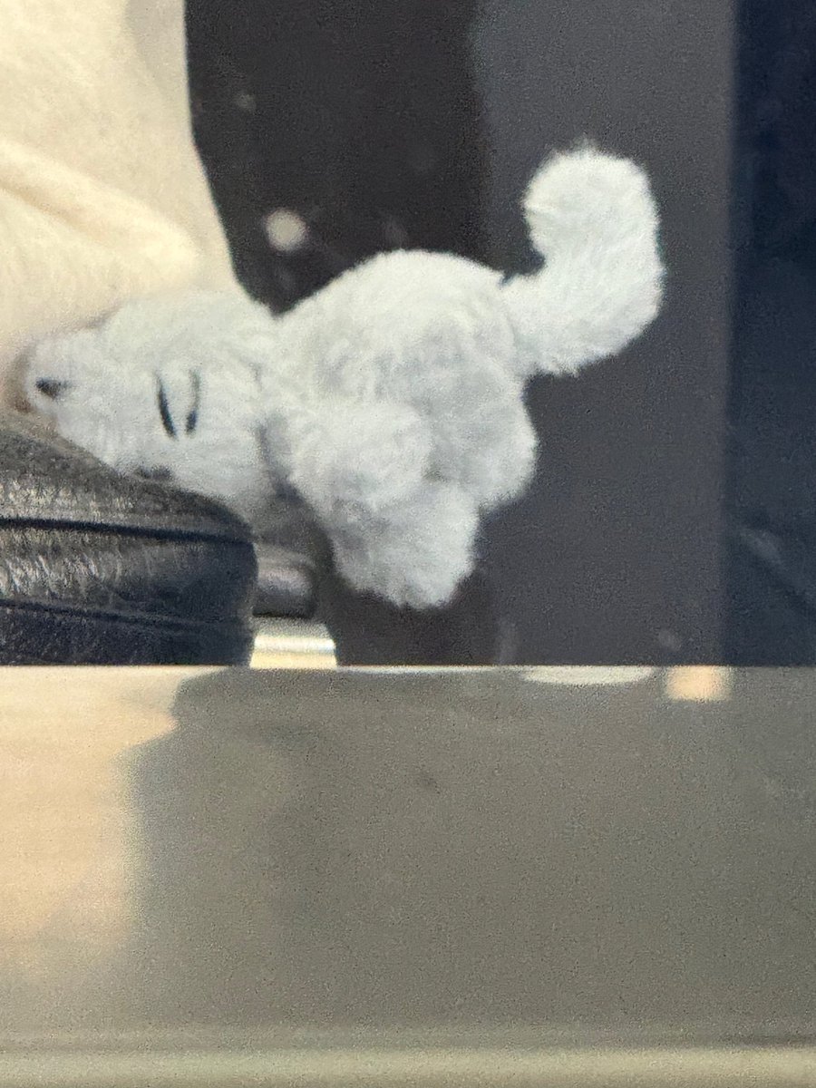 youngzzze's tweet photo. And there's this meditating lil guy. https://t.co/wozPBlBM1e