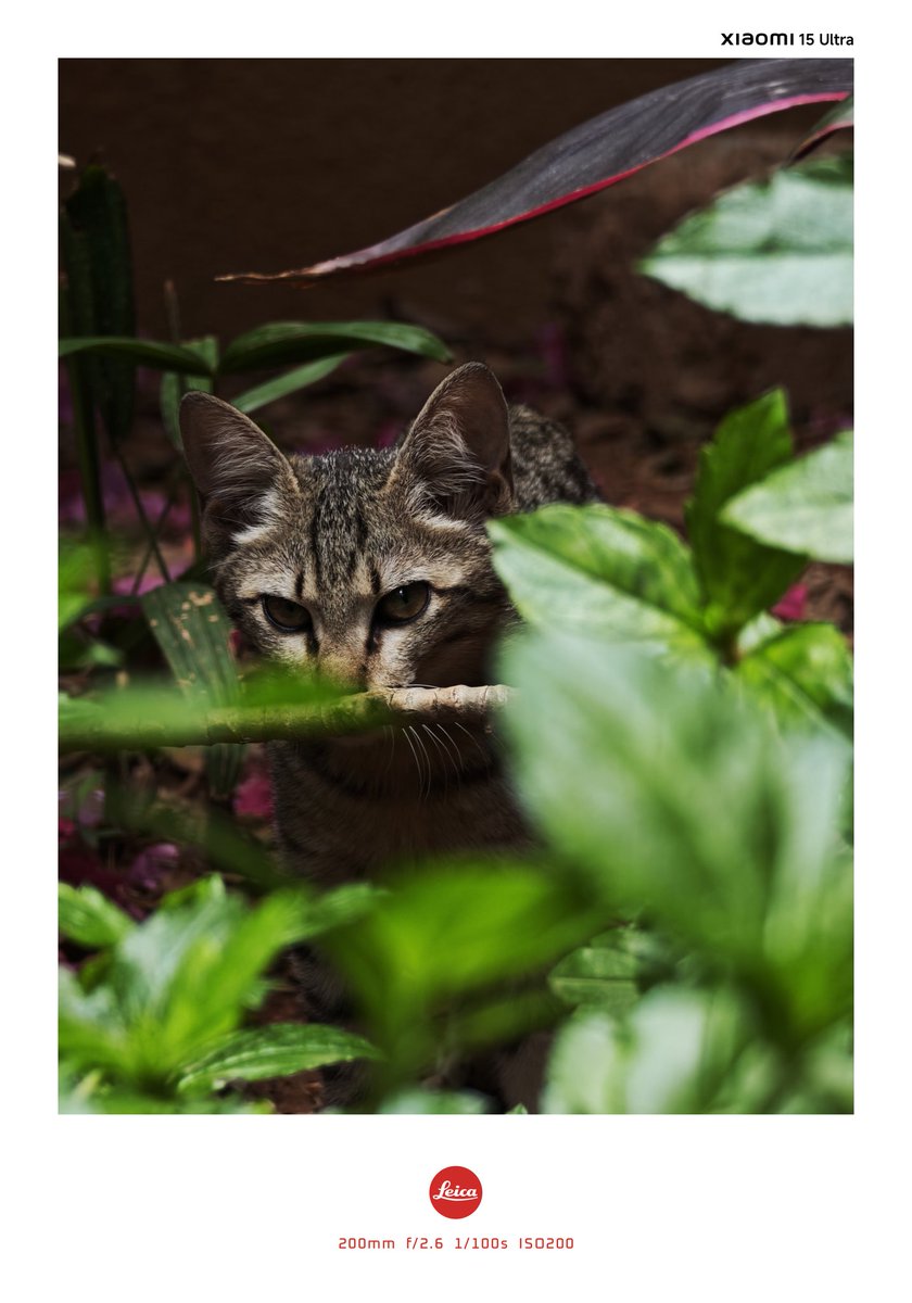 😾 

#ShotOnXiaomi #Xiaomi15Ultra