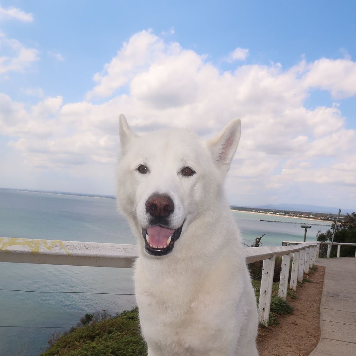 Polar Inu tweet media