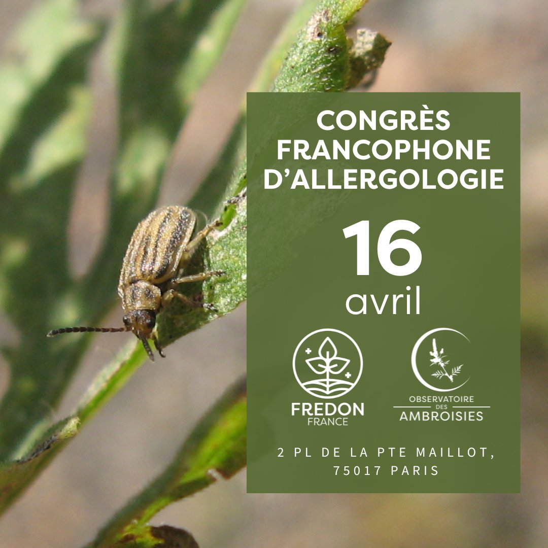FREDON France au #CFA2025
🌿 L’ambroisie, cette vieille ennemie des allergiques, est-elle en train de perdre du terrain ?
🪲 Avec l’aide d’un coléoptère nommé Ophraella communa, peut-être bien…
📅 9h30 • Intervention de Tristan Grausi