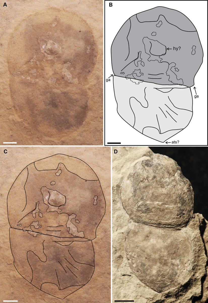 Fossil Record tweet media