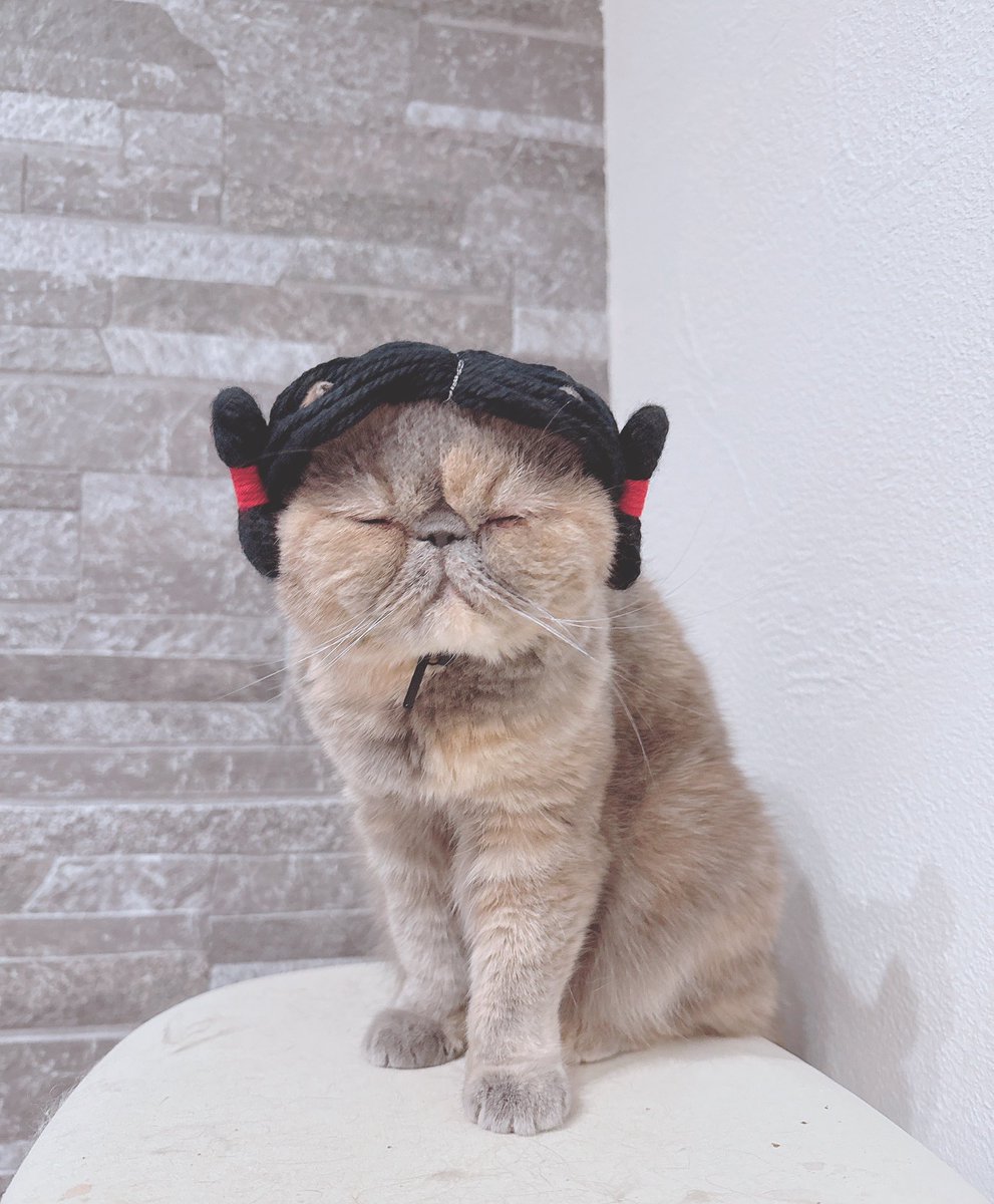 あられちゃん似合ってます😊👏 ＠nekonote_shop #エキゾチックショート