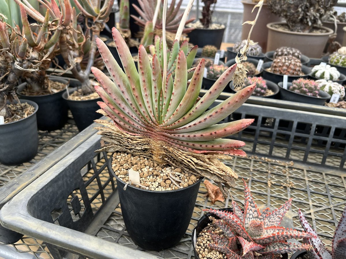 pictures of aloe plants Aloe Nobilis| Golden Tooth Aloe| Large & Beautiful Aloe Plant For Sale