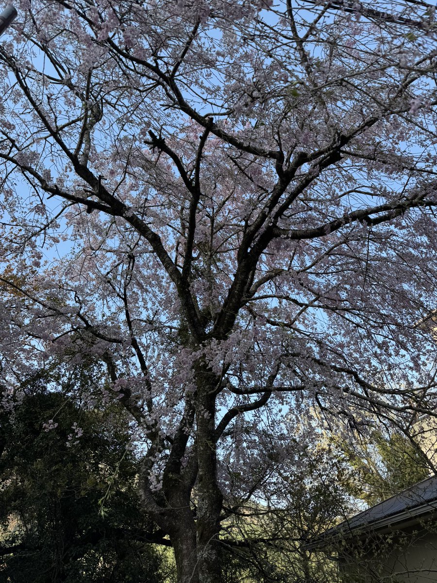 まだ桜が綺麗な所があるとは。