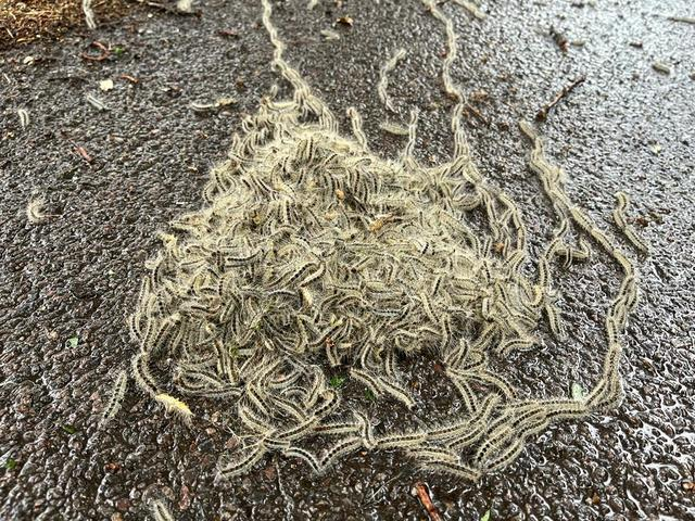 ⚠️OPM is a caterpillar that lives on Oak trees and is highly hazardous

⚠️ May to July is the greatest risk period

⚠️They can cause itchy skin rashes in people and animals

⚠️Pets are also affected and must be kept away from the nests and caterpillars!

orlo.uk/owNCw