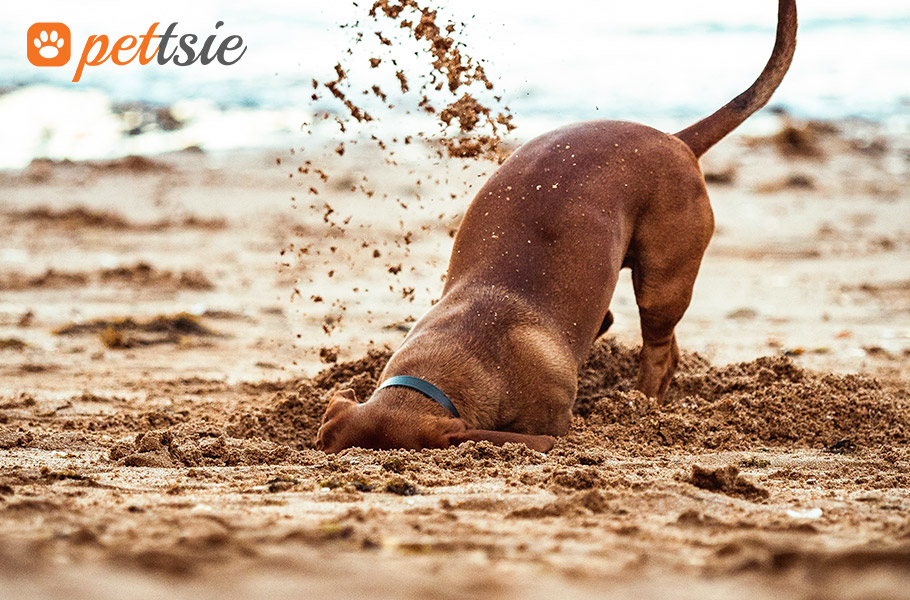 pettsie_com's tweet photo. Let’s explore reasons behind your dog’s digging habits. 🐶😍

👉 https://t.co/t8Y5mAWqvR https://t.co/9UBJefCzjR