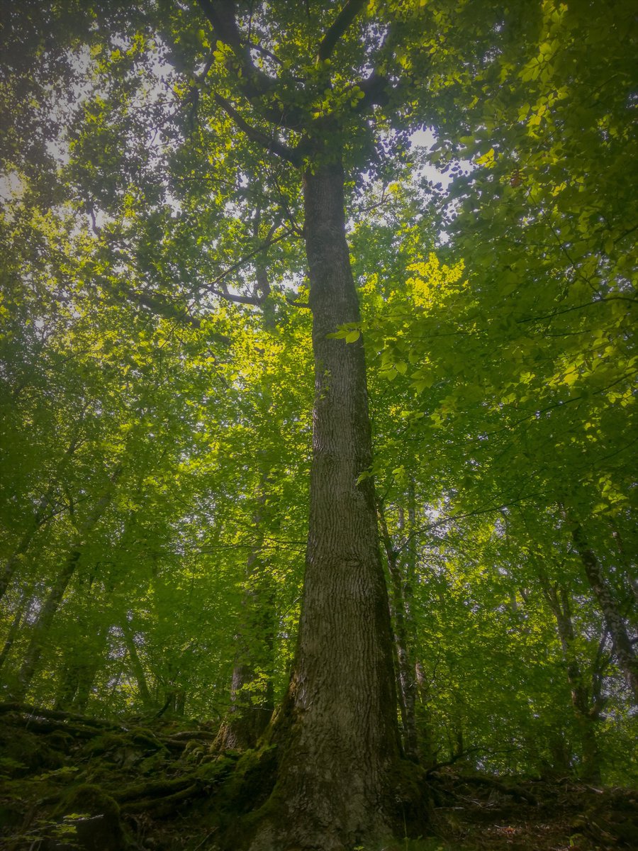 Para Majestad, la del Roble.
No admito otra.

📷: 30 mts. de altura y de solemne majestad; 300 mts. cuadrados de cobijo gratuito; 500 litros diarios de oxigeno para mil suspiros y dos mil sonrisas; hogar, refugio y paritorio para más de mil especies.

Todo un planeta de gratitud.