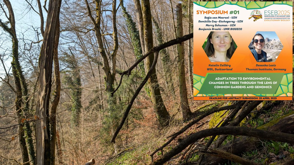I am pleased to co-organize a symposium during the ESEB Barcelona on 17-22 August 2025. If you are interested in discussing your research about adaptation and tree genomics you can submit your abstract before the 25th of April to eseb2025.com/list-of-sympos…