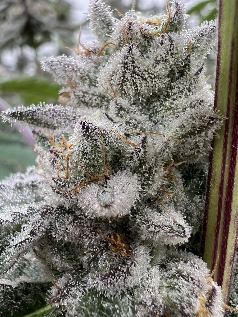 There are over 150 terpenes found in cannabis—each with its own aroma, flavor, and effect on the body.

These compounds don’t just make your flower smell like citrus, pine, or gas—they help shape the experience.

Limonene can uplift your mood
Myrcene helps you relax
Linalool