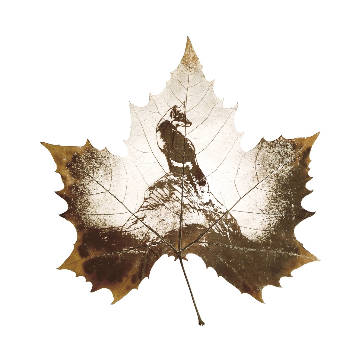 Flora_Whisper's tweet photo. 🦊 Add a whimsical touch with our Fox Leaf Carving Art! Handmade from fallen leaves, this eco-friendly piece captures the fox’s charm. 🌿🍂 #FoxLeafArt #NatureInspired #EcoFriendlyArt https://t.co/mvqIF8OQU3