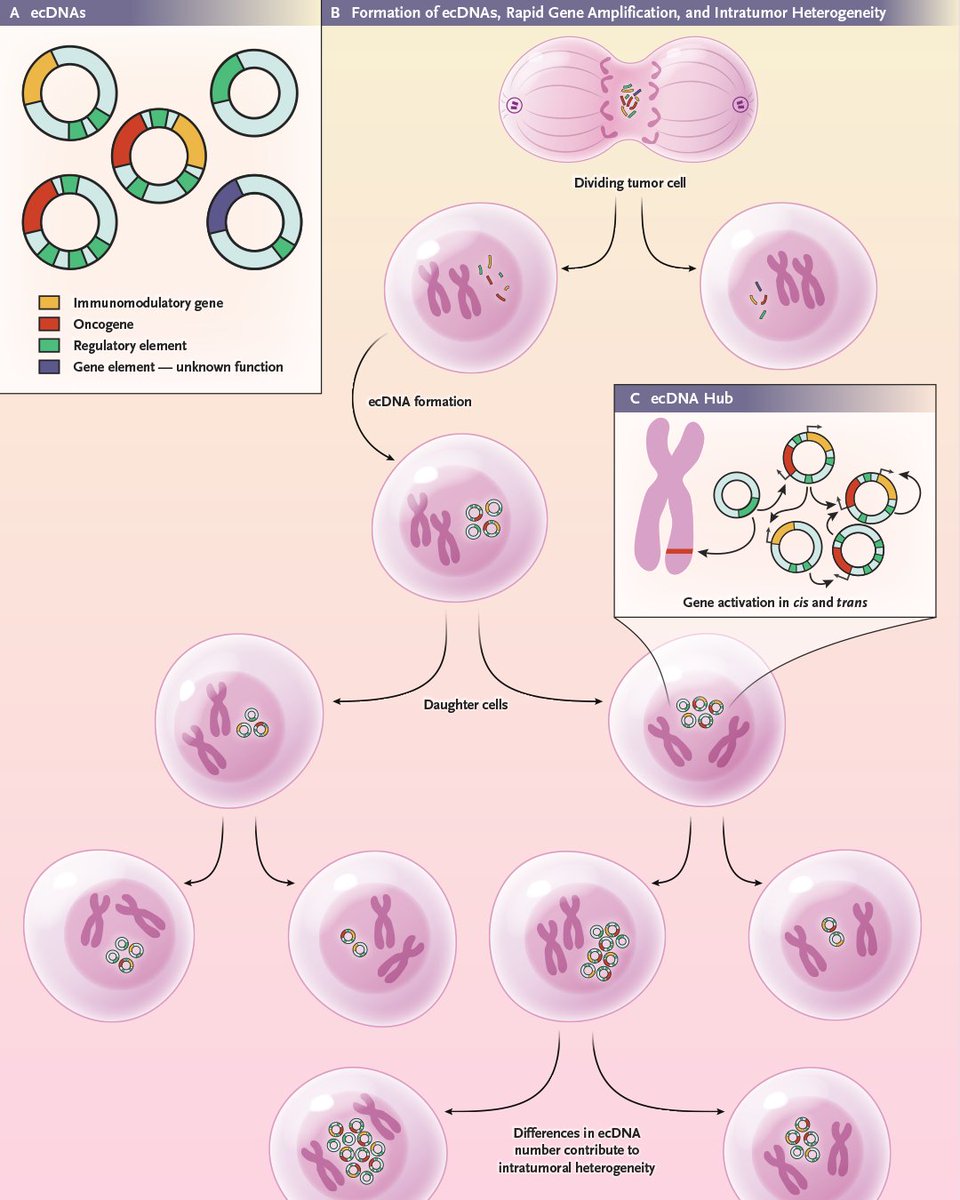 NEJM (@nejm) on Twitter photo A recent study shows how extrachromosomal DNA contributes to tumor heterogeneity and may drive cancer progression.
Learn more in the Clinical Implications of Basic Research article “Extrachromosomal DNA — Amping Up Cancer” by Lillian L. Siu, MD (<a href="/lillian_siu/">Lillian Siu</a>), and Trevor J. A recent study shows how extrachromosomal DNA contributes to tumor heterogeneity and may drive cancer progression.
Learn more in the Clinical Implications of Basic Research article “Extrachromosomal DNA — Amping Up Cancer” by Lillian L. Siu, MD (<a href="/lillian_siu/">Lillian Siu</a>), and Trevor J.