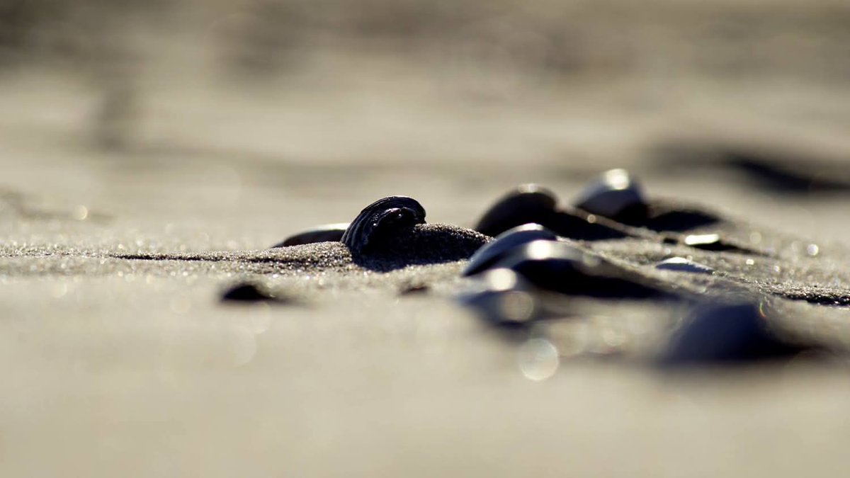 dezeekust's tweet photo. Ik hou er gewoon heel erg van... 

#dezeekust #vanmij https://t.co/7ok7Ubn3G8