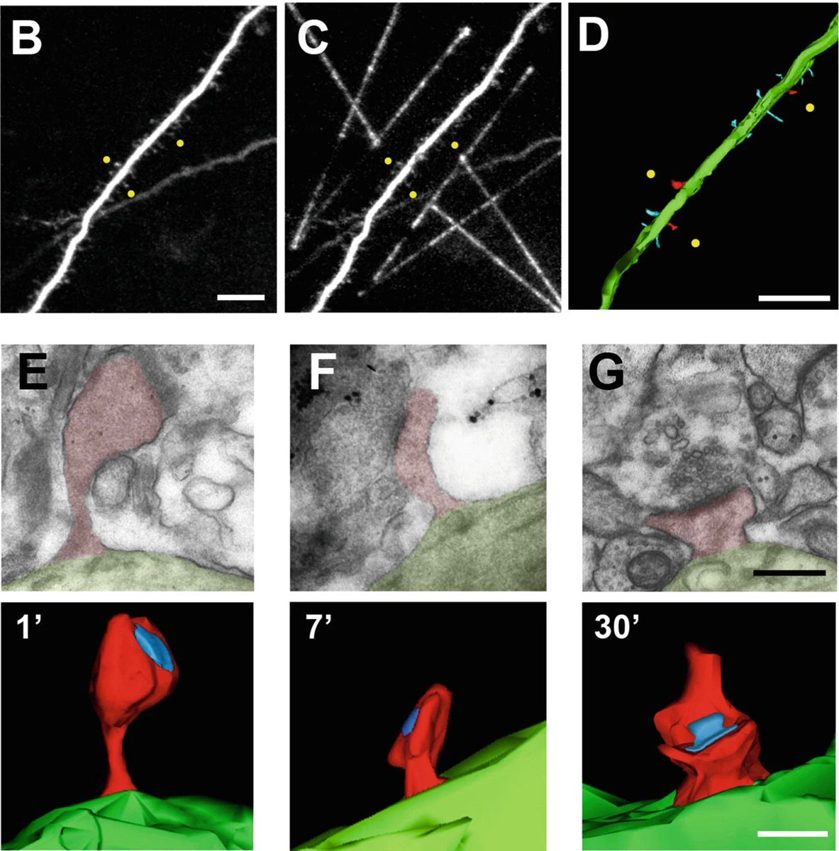 MIT Picower Institute (@mit_picower) on Twitter photo New from <a href="/miquelbosch/">Miquel Bosch</a> and <a href="/SurLabMIT/">Sur Lab</a>: Correlated imaging of the same individual synapse under both two-photon and electron microscopy: link.springer.com/protocol/10.10… <a href="/mitbrainandcog/">MIT Brain and Cognitive Sciences</a> <a href="/ScienceMIT/">MIT Science</a> #microscopy #Neuroscience New from <a href="/miquelbosch/">Miquel Bosch</a> and <a href="/SurLabMIT/">Sur Lab</a>: Correlated imaging of the same individual synapse under both two-photon and electron microscopy: link.springer.com/protocol/10.10… <a href="/mitbrainandcog/">MIT Brain and Cognitive Sciences</a> <a href="/ScienceMIT/">MIT Science</a> #microscopy #Neuroscience