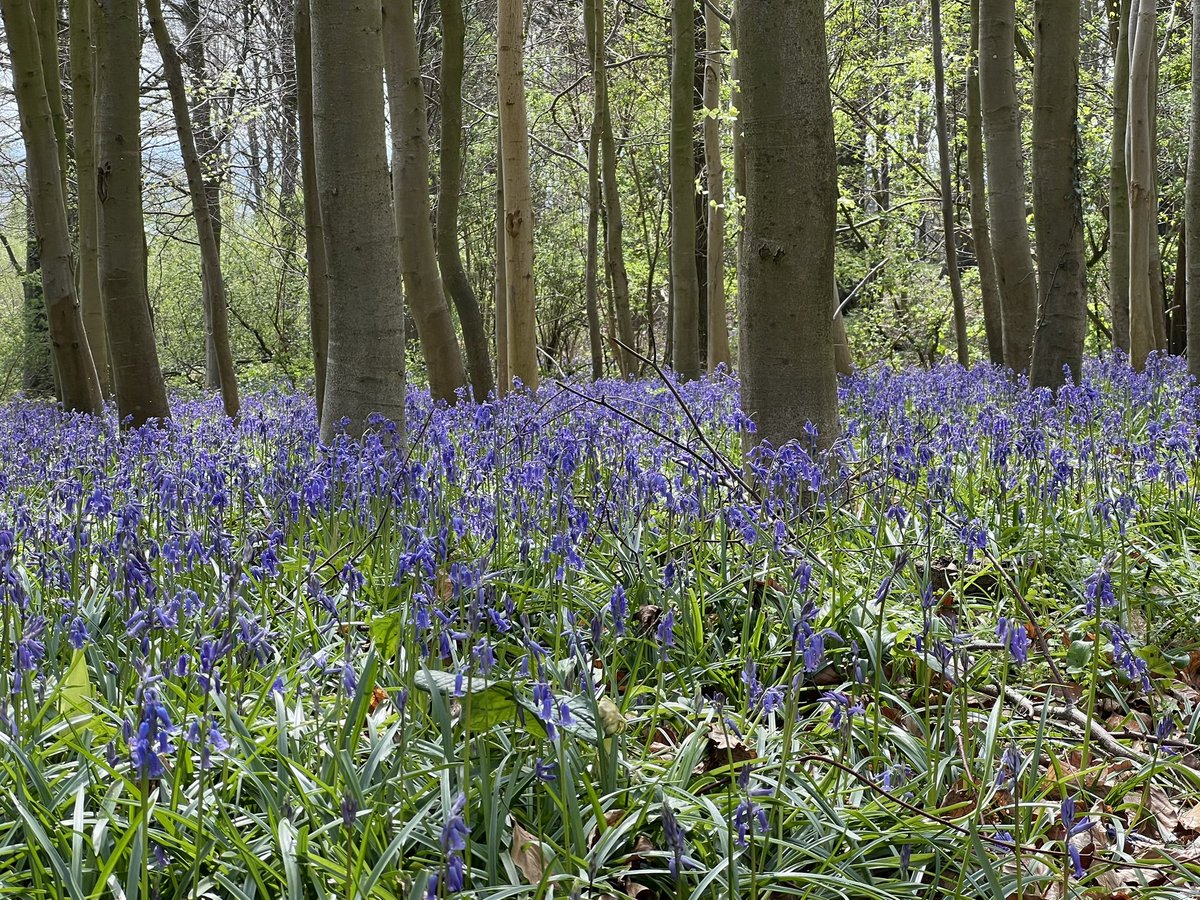 Europequilt's tweet photo. Hyacinten in het #Kluisbos #Kluisbergen maandag 14 april 14u41 door Els Lammens #vrtweer https://t.co/JDFsbphX46