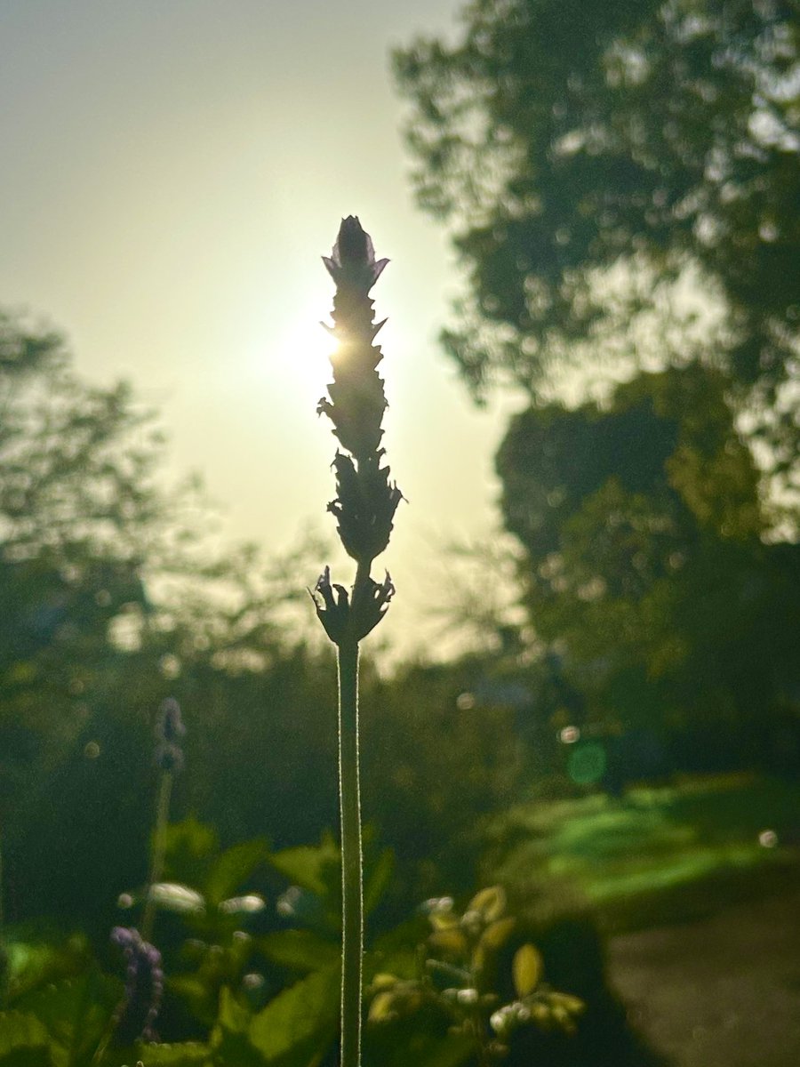Tantan8325's tweet image. "Beneath the setting sun, the lavender stands tall, its purple hues whispering promises of renewal. In its delicate bloom, a quiet strength resides—hope blossoms, even in the twilight."
- Tantan
〜 devotion 〜 Lavender 🪻
