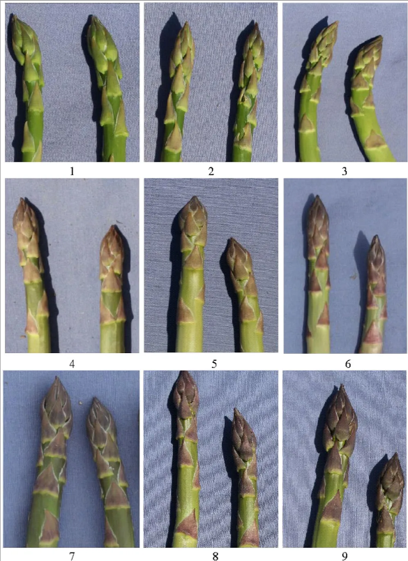 plantgenome's tweet photo. 🧬 Study dissects the genetic architecture of anthocyanin traits &amp; purple spot resistance in asparagus. Independent regulation found; QTLs mapped to support breeding disease-resistant cultivars. https://t.co/MNCs6uNxX8 #PlantGenetics #AsparagusResearch #openaccess 🌱 https://t.co/Vqffp1oy6p
