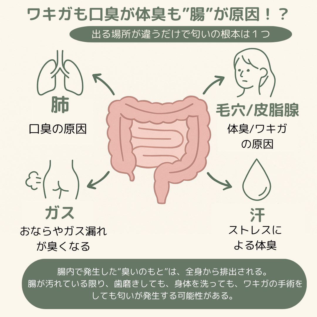 kinako_in's tweet photo. ワキガ手術しても完治しないって話、“腸が臭いままだから”説、、？
匂いのもとは腸 → 血液 → 肺・皮膚から出るって流れがあって、皮膚に出れば体臭、肺に出れば口臭、腸に残ればおなら。

腸を整えないと、匂いの出口変わるだけ。 https://t.co/P34wYGnOpM
