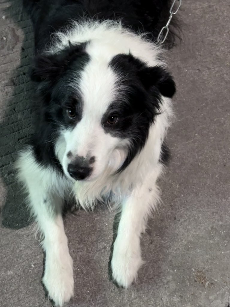 每次看到他都被栓在这边（感觉他好孤独