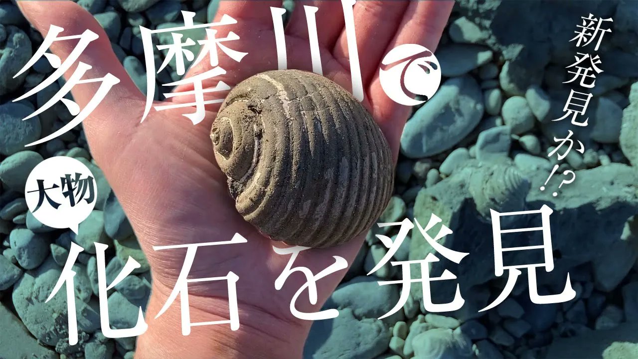 化石乙史 Japan fossil hunters ⚒ (@kasekiotushi) / X